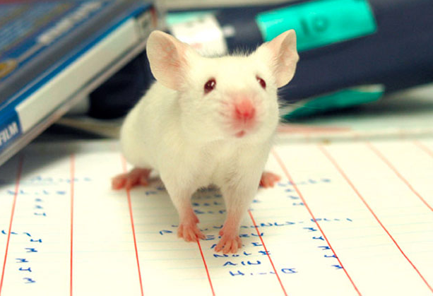 kwplay-ratones-transparentes-podremos-ver-las-celulas-cancerosas-con-presicion-blog